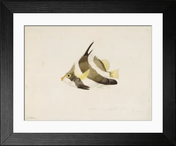 Framed Print : Heniochus chryostomus, pennant bannerfish Framed Print : Heniochus chryostomus, pennant bannerfish