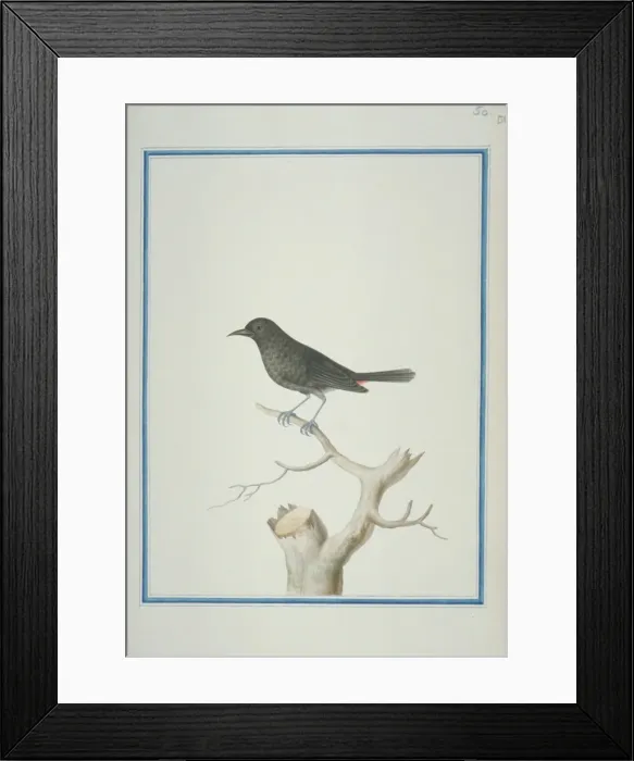 Framed Print : Thamnolaea cinnamomeiventris, mocking cliffchat Framed Print : Thamnolaea cinnamomeiventris, mocking cliffchat