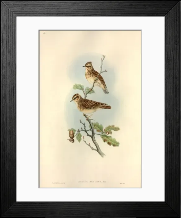 Framed Print : Lullula arborea, woodlark Framed Print : Lullula arborea, woodlark