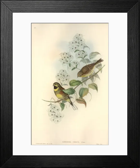 Framed Print : Emberiza cirlus, cirl bunting Framed Print : Emberiza cirlus, cirl bunting