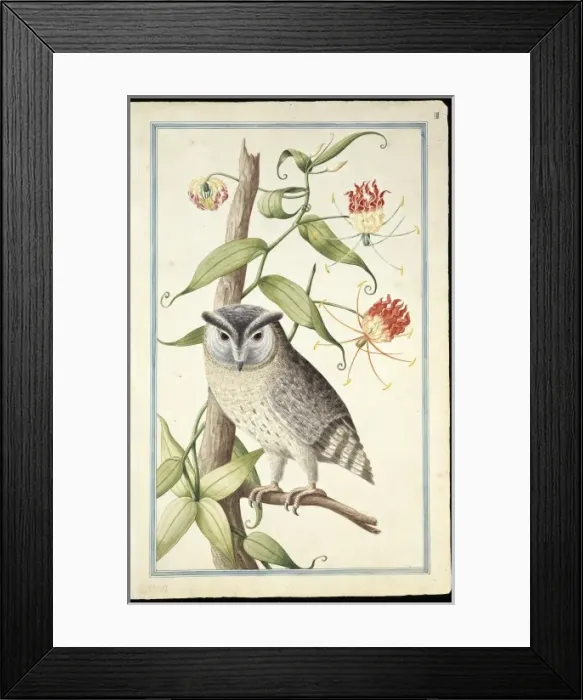 Framed Print : Otus bakkamoena, collared scops owl Framed Print : Otus bakkamoena, collared scops owl
