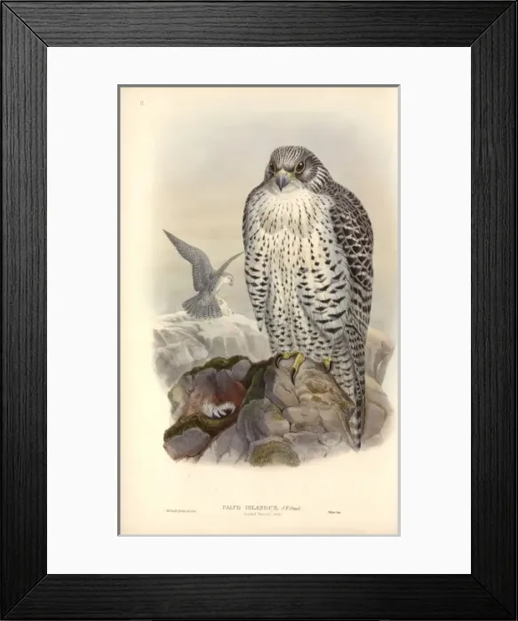 Framed Print : Falco rusticolus, gyrfalcon Framed Print : Falco rusticolus, gyrfalcon