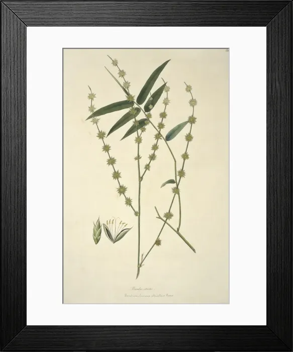 Framed Print : Dendrocalamus strictus, giant bamboo Framed Print : Dendrocalamus strictus, giant bamboo