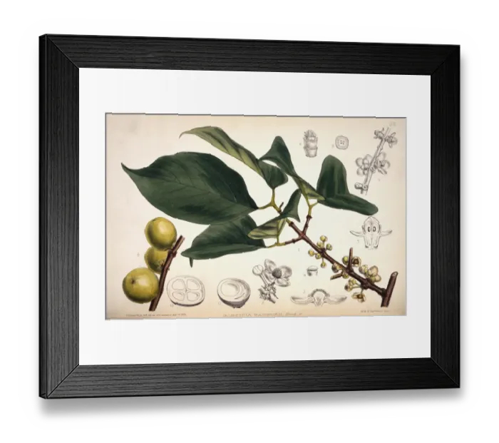 Framed Print : Garcinia hanburyi, Hanburys garcinia Framed Print : Garcinia hanburyi, Hanburys garcinia