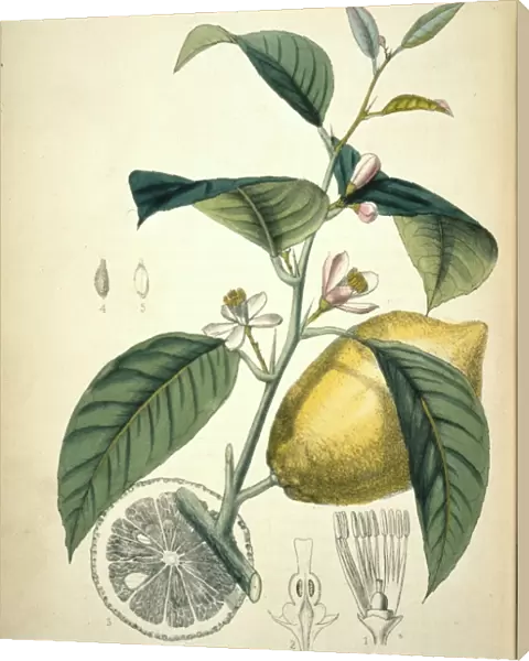Citrus limonum, lemon
