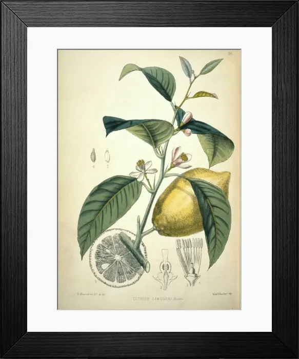 Framed Print : Citrus limonum, lemon Framed Print : Citrus limonum, lemon