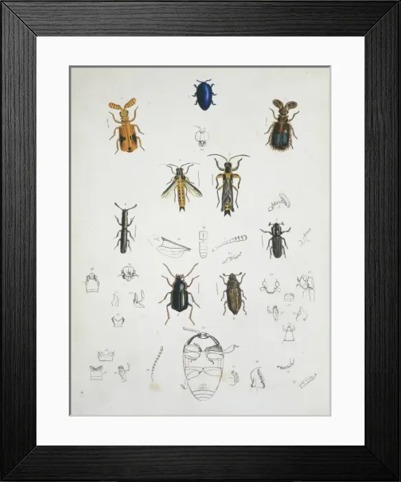 Framed Print : Illustration of beetles Framed Print : Illustration of beetles