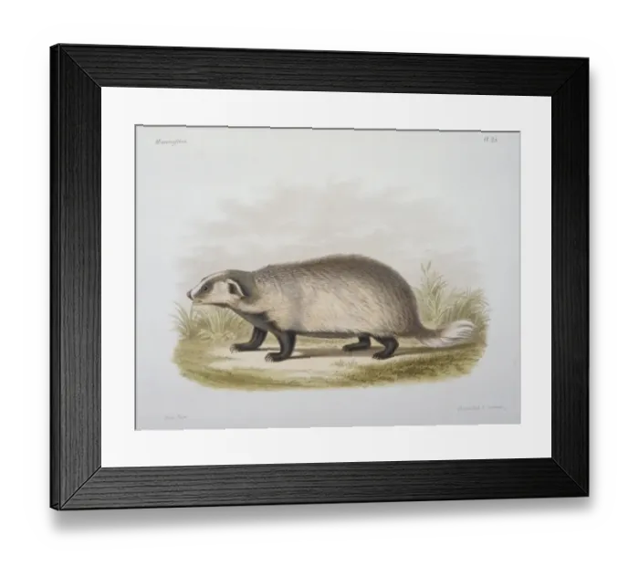 Framed Print : Meles leptorynchus, Eurasian badger Framed Print : Meles leptorynchus, Eurasian badger