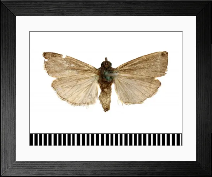 Framed Print : Numonia pirivorella Framed Print : Numonia pirivorella
