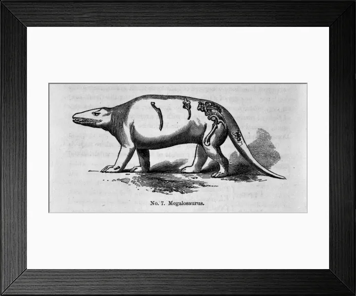 Framed Print : Megalosaurus Framed Print : Megalosaurus