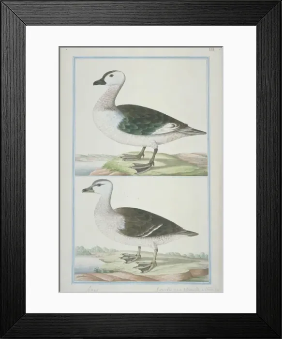 Framed Print : Nettapus coromandelianus, cotton teal Framed Print : Nettapus coromandelianus, cotton teal