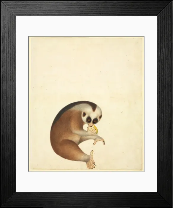 Framed Print : Nycticebus coucang, slow loris Framed Print : Nycticebus coucang, slow loris