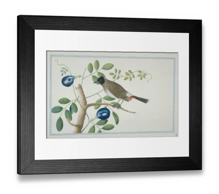 Framed Print : Pycnonotus cafer haemorrhousus, red-vented bulbul Framed Print : Pycnonotus cafer haemorrhousus, red-vented bulbul