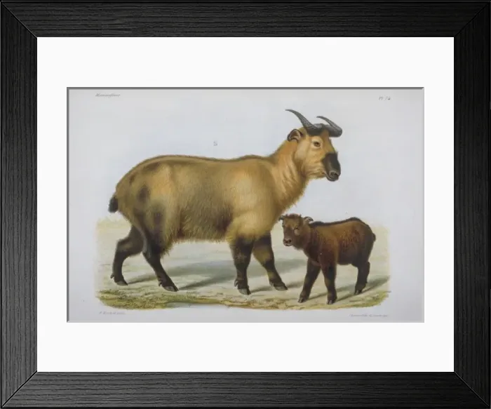 Framed Print : Bovidae (family), bovid Framed Print : Bovidae (family), bovid