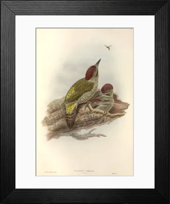 Framed Print : Picus viridis, green woodpecker Framed Print : Picus viridis, green woodpecker