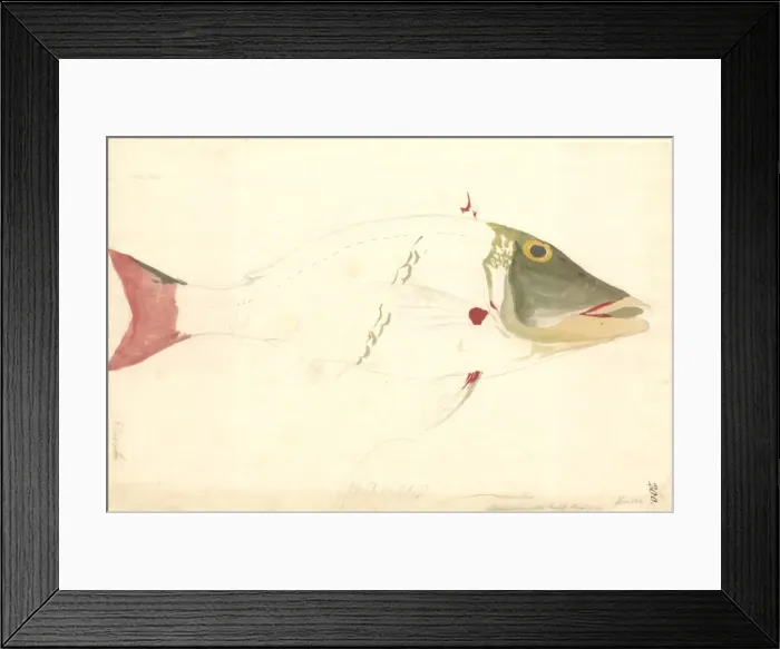 Framed Print : Lethrinus miniatus, sweetlips emperor Framed Print : Lethrinus miniatus, sweetlips emperor