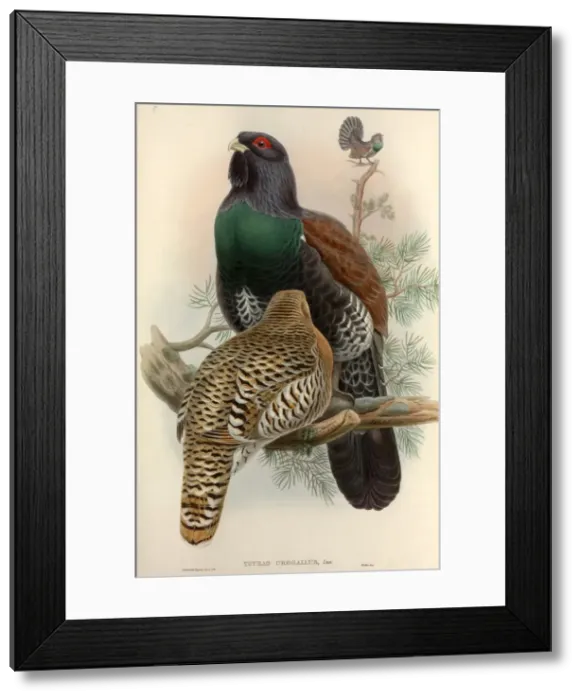 Framed Print : Tetrao urogallus, western capercaillie Framed Print : Tetrao urogallus, western capercaillie
