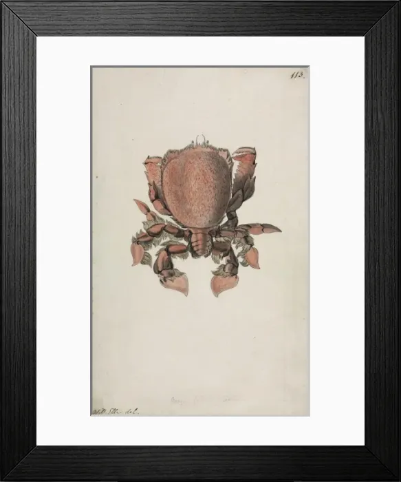 Framed Print : Ranina ranina, spanner crab Framed Print : Ranina ranina, spanner crab