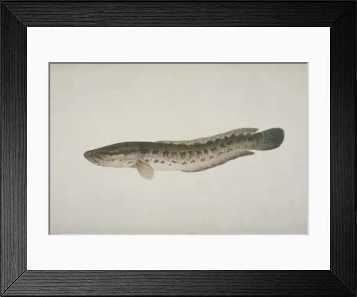 Framed Print : Plate 119 from the John Reeves Collection Framed Print : Plate 119 from the John Reeves Collection