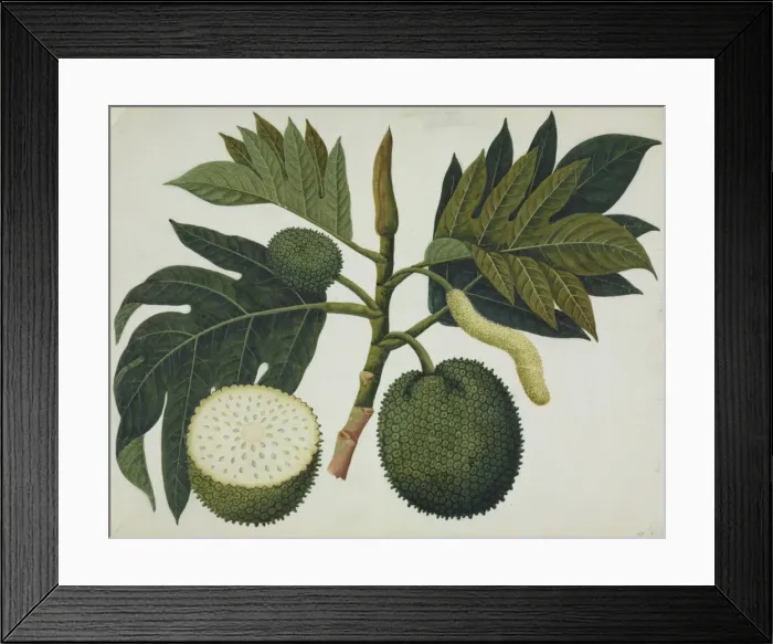 Framed Print : Artocarpus sp Framed Print : Artocarpus sp
