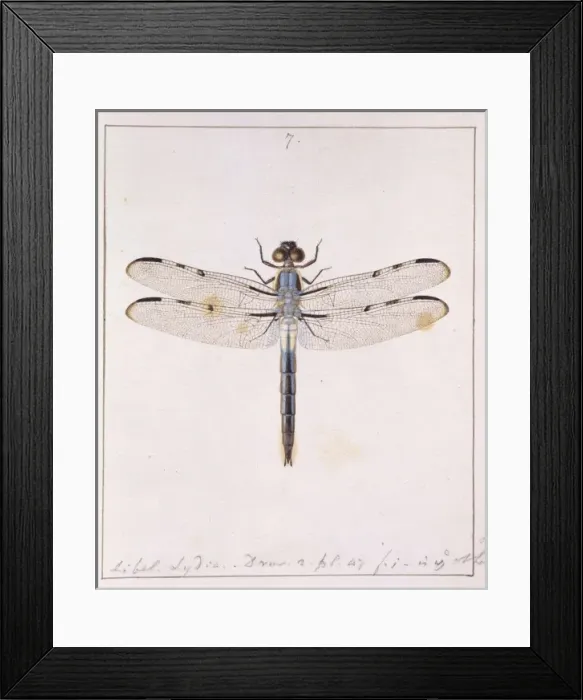 Framed Print : Insects of Georgia