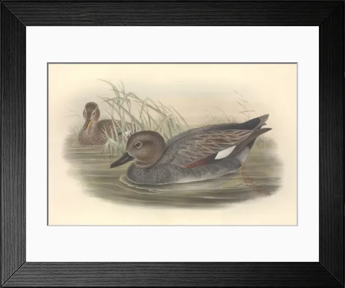 Framed Print : Anas strepera, gadwall Framed Print : Anas strepera, gadwall