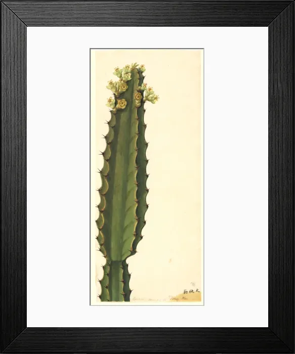 Framed Print : Euphorbia sp. spurge Framed Print : Euphorbia sp. spurge