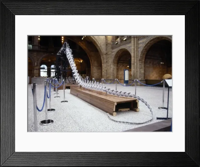 Framed Print : Diplodocus carnegiei Framed Print : Diplodocus carnegiei