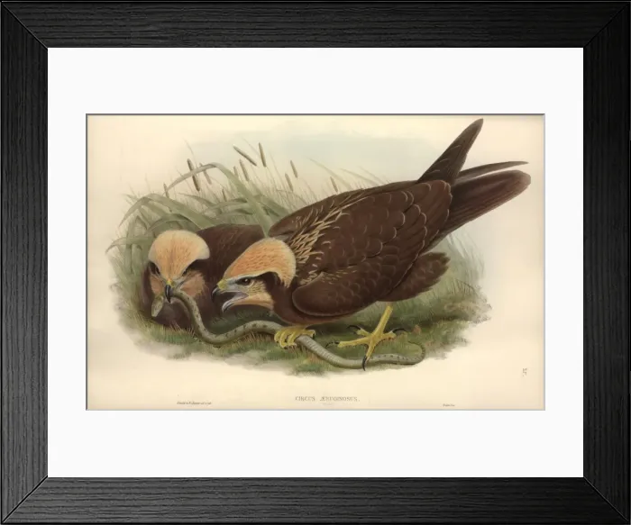 Framed Print : Circus aeruginosus, western marsh harrier Framed Print : Circus aeruginosus, western marsh harrier