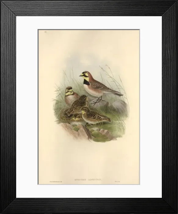 Framed Print : Eremophila alpestris, horned lark Framed Print : Eremophila alpestris, horned lark