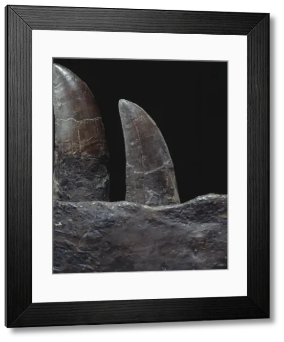 Framed Print : Tyrannosaurus rex teeth Framed Print : Tyrannosaurus rex teeth