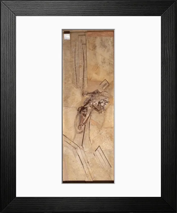 Framed Print : Rhamphorynchus longiceps Framed Print : Rhamphorynchus longiceps
