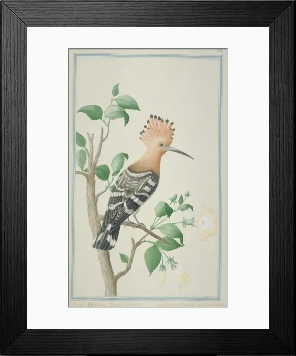Framed Print : Upupa epops, common hoopoe Framed Print : Upupa epops, common hoopoe