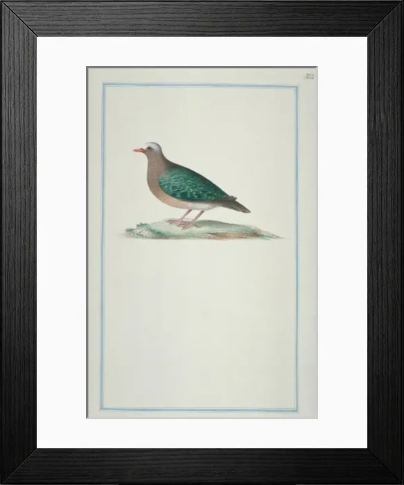 Framed Print : Chalcophaps indica, emerald dove Framed Print : Chalcophaps indica, emerald dove