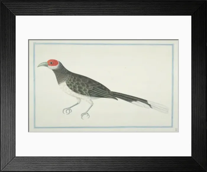 Framed Print : Phaenicophaeus pyrrhocephalus, red-faced malkoha Framed Print : Phaenicophaeus pyrrhocephalus, red-faced malkoha