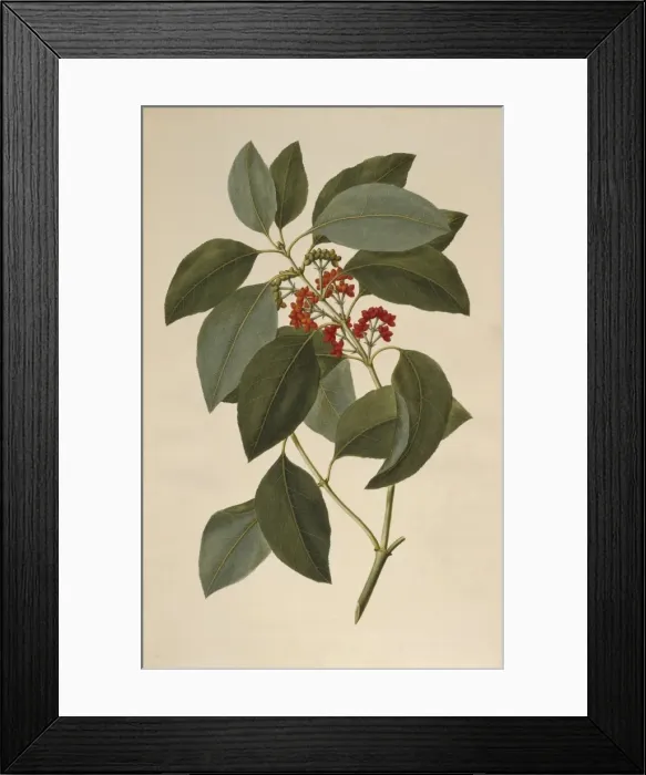 Framed Print : Coprosma australis