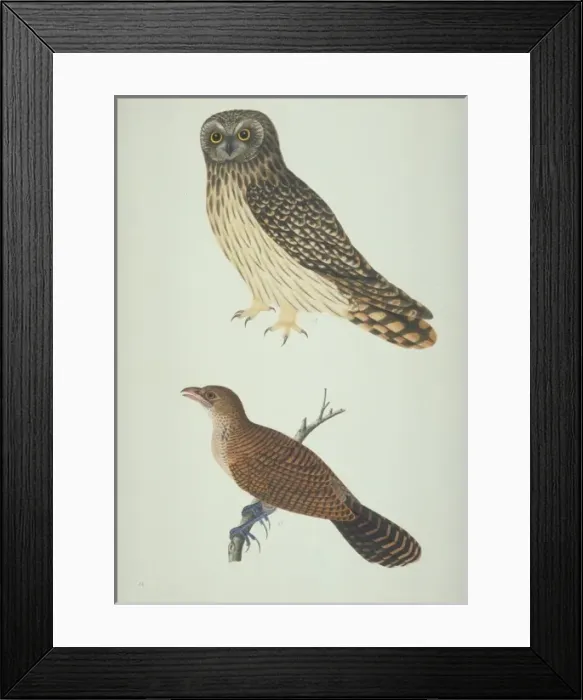 Framed Print : LS Plate 7 from the John Reeves Collection Framed Print : LS Plate 7 from the John Reeves Collection