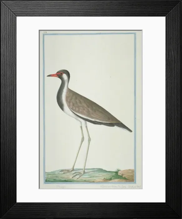 Framed Print : Vanellus indicus, red-wattled lapwing Framed Print : Vanellus indicus, red-wattled lapwing