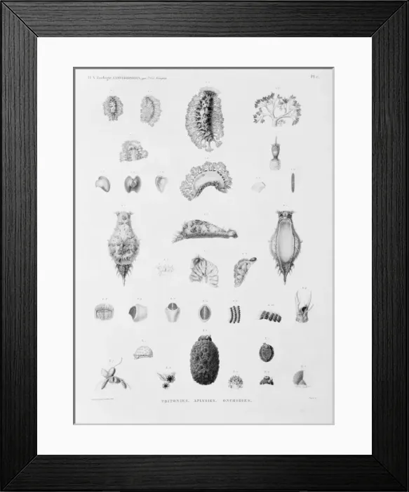 Framed Print : Collection of sea creatures