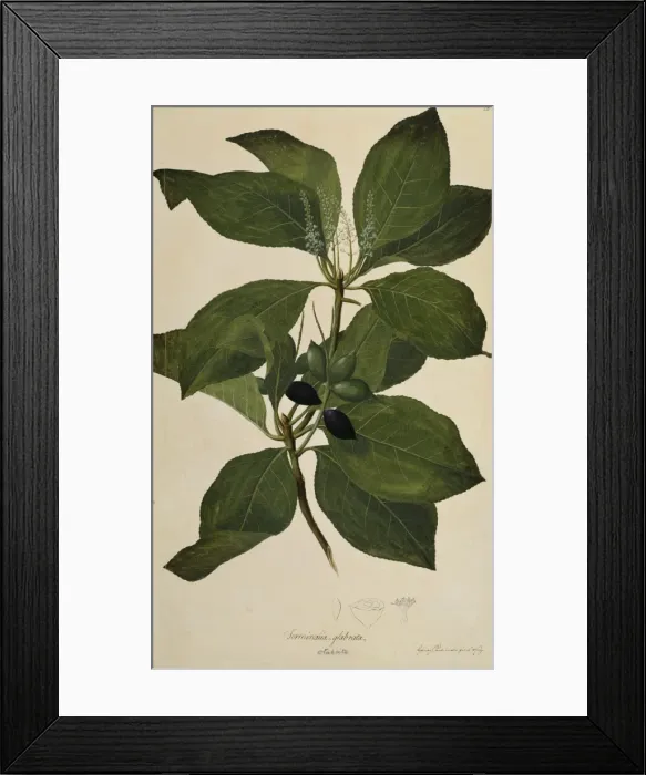 Framed Print : Terminalia glabrata Framed Print : Terminalia glabrata