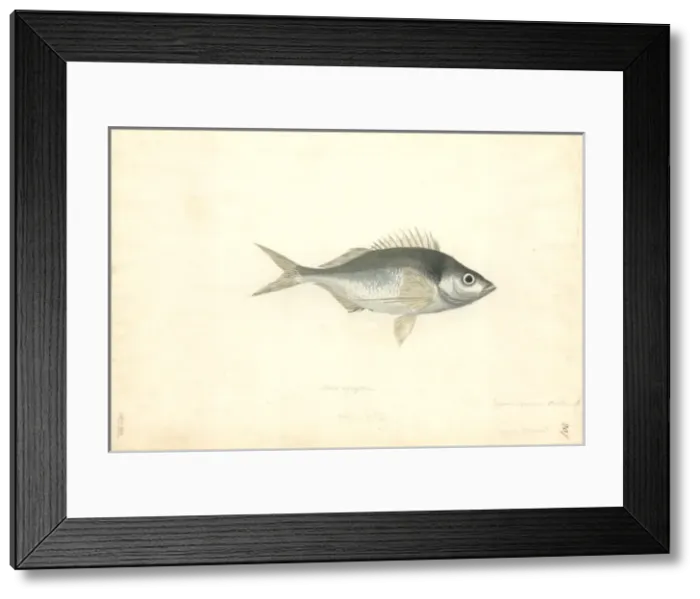 Framed Print : Nemadactylus macropterus, tarakihi Framed Print : Nemadactylus macropterus, tarakihi