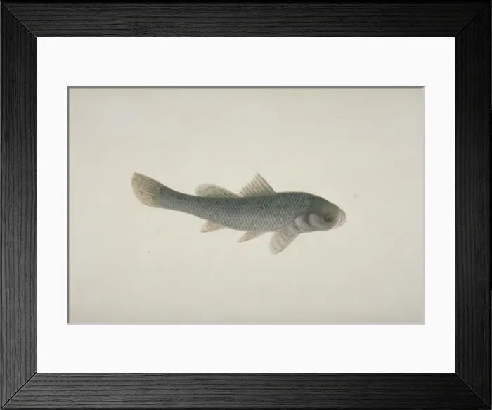 Framed Print : Plate 126 from the John Reeves Collection Framed Print : Plate 126 from the John Reeves Collection