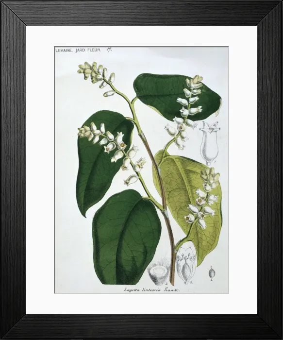 Framed Print : Lagetta lintearia, lace-bark tree Framed Print : Lagetta lintearia, lace-bark tree