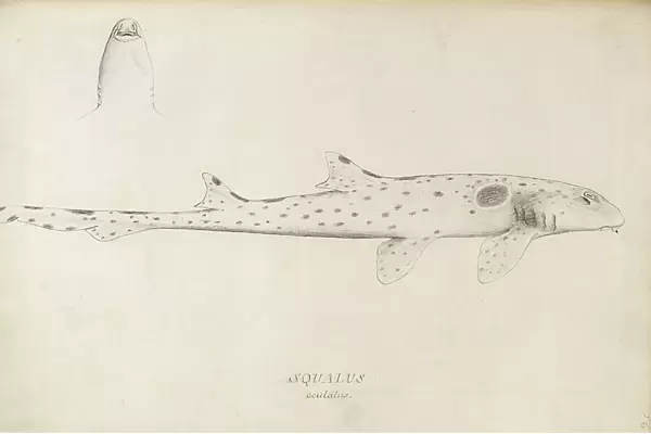 Hemiscyllium ocellatum, epaulette shark