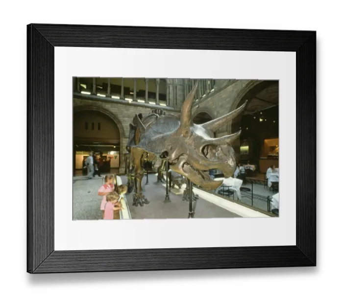 Framed Print : Triceratops Framed Print : Triceratops