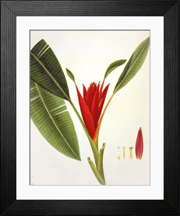 Framed Print : Flower Illustration from the Reeves Collection Framed Print : Flower Illustration from the Reeves Collection