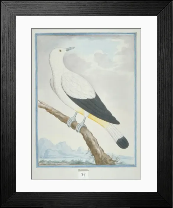 Framed Print : Ducula bicolor, pied imperial pigeon