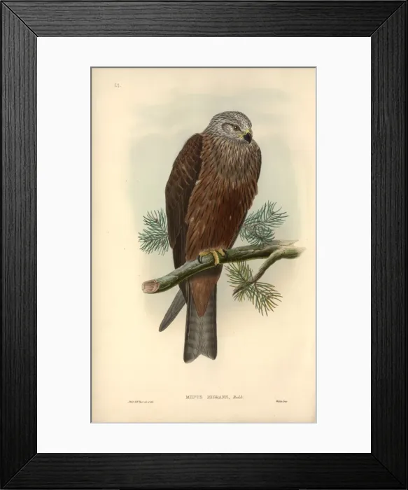 Framed Print : Milvus migrans, black kite Framed Print : Milvus migrans, black kite