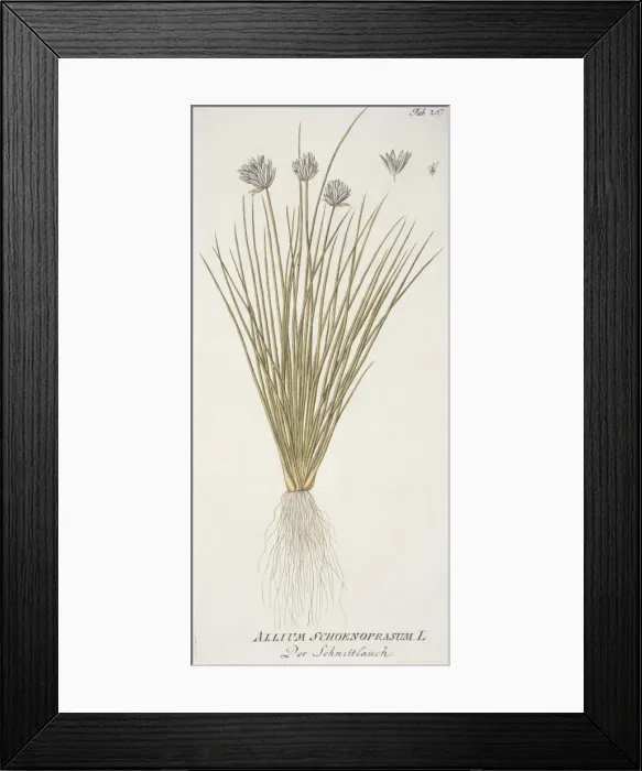 Framed Print : Allium schoenoprasum, chive Framed Print : Allium schoenoprasum, chive