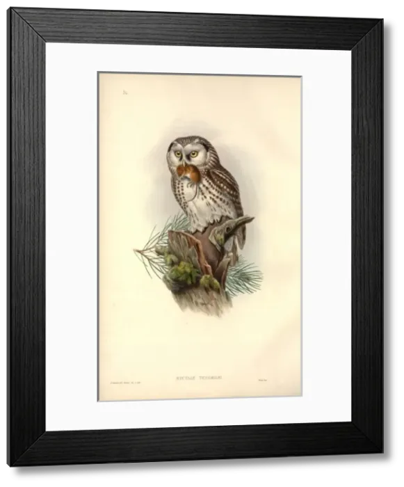 Framed Print : Aegolius funereus, Tengmalms owl Framed Print : Aegolius funereus, Tengmalms owl
